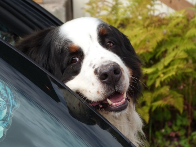 UNADJUSTEDNONRAW_thumb_4331